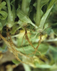 On note le brutal changement de diamètre entre la tige et le pivot qui est étranglé et pourri. <b><i>Olpidium brassicae</i></b> (<i>Olpidium</i> seedling blight)