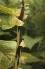 Une pourriture brune à noire, évoluant rapidement s'est initiée à partir d'une plaie d'ébourgeonnage. <b><i>Pectobacterium</i> sp.</b> (anc. <i>Erwinia</i> sp.)