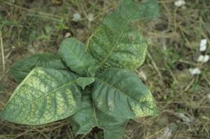 Chlorose internervaire plus ou moins marquée. <b>Phytotoxicité </b>("herbicide injury")