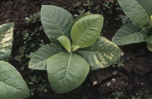 Sur une feuille basse, on note la présence de taches nécrotiques internervaires. <b>Phytotoxicité </b>("herbicide injury")