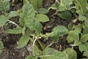 Plantules de tabac dont les feuilles ont été mâchées et découpées à la suite de fortes pluies de grêle. <b>Dégâts de grêle</b>
