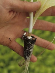 Un chancre marron à brun, humide, a tendance à ceinturer la tige ; on note aussi le développement d'un mycélium blanc cotonneux. <b><i>Sclerotinia sclerotiorum</i></b>