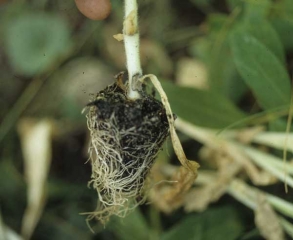 Petit chancre marron, cerné d'un liseré brun, s'initiant à partir d'une feuille desséchée servant de base nutritive. <b><i>Botrytis cinerea</i></b>
