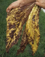 Le limbe de ces feuilles de tabac est parsemé de taches brunes plus ou moins importantes, couvertes par endroits de moisissures blanchâtres. <b>Moisissures diverses</b>
