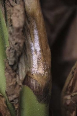 Pourriture humide sur tige de tabac en cours de séchage, surmontée de nombreux coussinets sporifères rosâtres. <b><i>Fusarium </i>sp.</b>