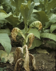 Après flétrissement, les feuilles peuvent se dessécher rapidement.