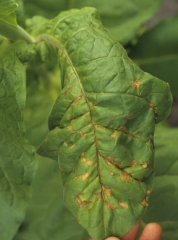 Ces taches, d'abord de coloration jaune, évoluent assez rapidement, prennent une teinte rouille et présentent parfois des anneaux concentriques. <b>Virus de la maladie bronzée de la tomate</b> (<i>Tomato spotted wilt virus</i>, TSWV)