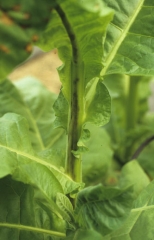 Des stries longitudinales, de couleur brun métallique, se forment sur la tige. <b>Virus de la maladie bronzée de la tomate</b> (<i>Tomato spotted wilt virus</i>, TSWV)