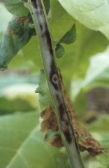 La moelle est parfois affectée ; elle brunit partiellement d'une façon plus ou moins diffuse. <b>Virus de la maladie bronzée de la tomate</b> (<i>Tomato spotted wilt virus</i>, TSWV)