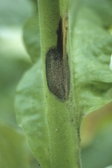 Jeune chancre humide, brun foncé à noir, recouvert d'une moisissure grise, s'initiant sur tige de tabac. <b><i>Botrytis cinerea</i></b>