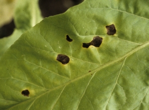 Ces taches sont bien définies, entourées d'un halo jaune plus ou moins marqué, et présentent de fins anneaux irréguliers et concentriques. <b><i>Alternaria alternata</i></b> (alternariose du tabac, <i>Alternaria</i> leaf spot)