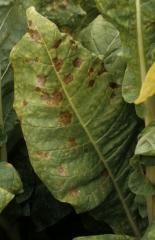 Lorsque les conditions climatiques sont particulièrement favorables, les taches s'étendent et atteignent plus d'un centimètre de diamètre. <b><i>Alternaria alternata</i></b> (alternariose du tabac, <i>Alternaria</i> leaf spot)