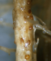 Plusieurs kystes plus ou moins évolués sont visibles sur cette racine. <i><b>Globodera tabacum</b></i>