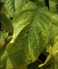 Taches débutantes sur feuilles de virginie. <b><i>Alternaria alternata</i></b>