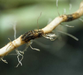 Détail d'un manchon provoqué par <i><b>Thielaviopsis basicola</b></i> (pourriture noire) sur racine de tabac.