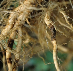 De rares manchons liégeux sont visibles sur ce système racinaire. <i><b>Thielaviopsis basicola</b></i> (pourriture noire)