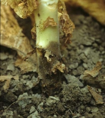 Un chancre brunâtre ceinture la base de la tige de ce pied de tabac. <b><i>Phytophthora nicotianae</i></b> 