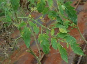 Plusieurs petites taches brunes  et nécrotiques recouvrent partiellement ces folioles de tomate entraînant localement leur jaunissement.
<i>Corynespora cassiicola</i> (corynesporiose)