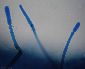 Des jeunes conidies  sont en cours de formation à l'extrémité de conidiophores dressés de Corynespora cassiicola.
(corynesporiose)