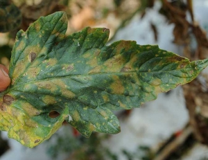 Sur cette foliole de tomate, les taches de cercosporiose sont plus évoluées et bien marquées. elles sont plutôt délimitées par les nervures et révèlent une teinte jaune sale.  <i>Pseudocercospora fuligena</i> 