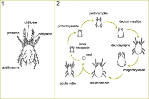 acariens2