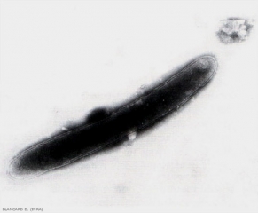 pectobacterium_carotovorum