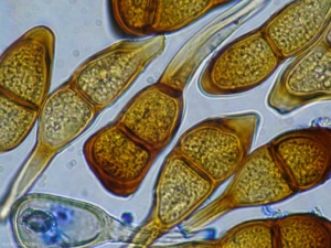 teleuto_puccinia_g