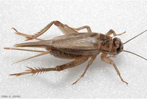 Femelle du grillon domestique, <b><i>Acheta domesticus</i></b>.