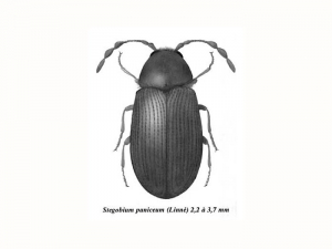 stegobium_paniceum