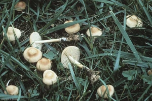 marasmius_oreades