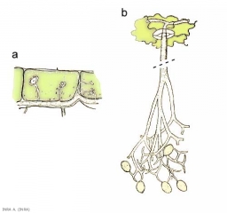 peronospora