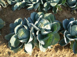 brassica_capitata