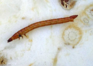 La larve de <i>Agriotes lineatus</i> est annelée, jaune pâle brillant et dure, d'où son nom ver fil de fer. <b>Taupin des moissons</b> (click beetle)
