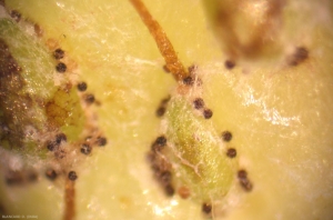 Podosphaera_aphanis_11