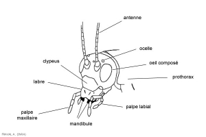 insecte2