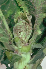 Brevicoryne.brassicae