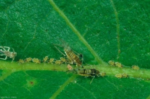 Chromaphis_juglandicola