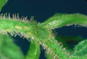 Femelle <i>Corylobium avellanae</i> et sa progéniture sur un rameau fructifère de noisetier. Leur coloration est fortement voisine de celle des organes de la plante. <b>Puceron vert du noisetier</b> (hazel nut aphid)