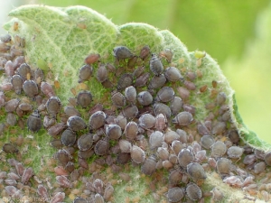 Colonie de <i>Dysaphis plantaginea</i> à la face inférieure d'une feuille de pommier. Gros puceron vert-violacé. <b>Puceron cendré du pommier</b> (rosy apple aphid)