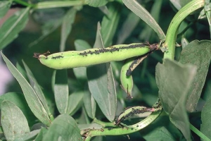 Colonie de <i>Aphis fabae</i> sur fève. <b>Puceron noir de la fève</b> (black bean aphid)