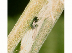 Aphis_schneideri-2