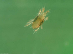 Femelle de <i>Tetranychus urticae</i> de forme jaune. <b>Tétranyque tisserand</b> (glasshouse spider mite) 
