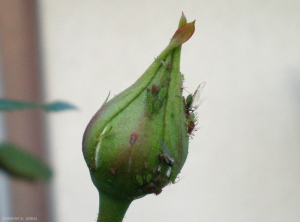 Présence des formes vertes et roses de <i>Macrosiphum euphorbiae</i> sur rosier au printemps. <b>Puceron vert et rose de la pomme de terre</b> (potato aphid)