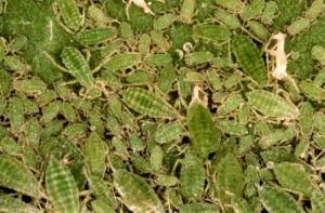Hyalopterus_pruni-1