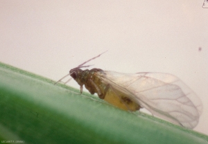 Individu ailé de <i>Rhopalosiphum maidis </i>sur feuille de maïs. <b>Puceron vert du maïs </b>(corn leaf aphid)