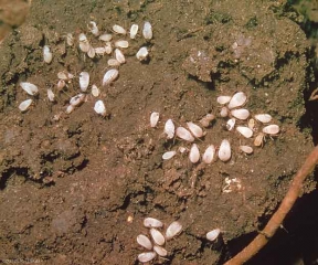 Colonie de pucerons <i>Protrama radicis</i> sur radicelles de laitue. <b>Puceron des racines de l'artichaut</b> (artichoke root aphid) 