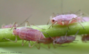 Macrosiphum_euphorbiae-5