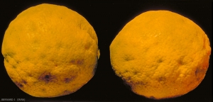 Aonidiella_aurantii-1