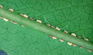 Jeunes larves de cochenilles <i>Icerya purchasi</i> sur feuille. Les larves nouveaux nées sont rouges puis secrètent un revêtement cireux blanc. <b>Cochenille australienne</b> (fluted scale) 