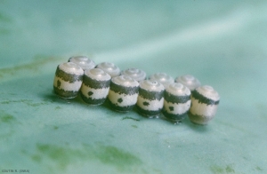 Ponte à la face supérieure d'une feuille de chou par la punaise <i>Eurydema oleracea</i>. Les oeufs ont une forme de tonnelet. <b>Punaise verte du chou</b> (green cabbage bug)